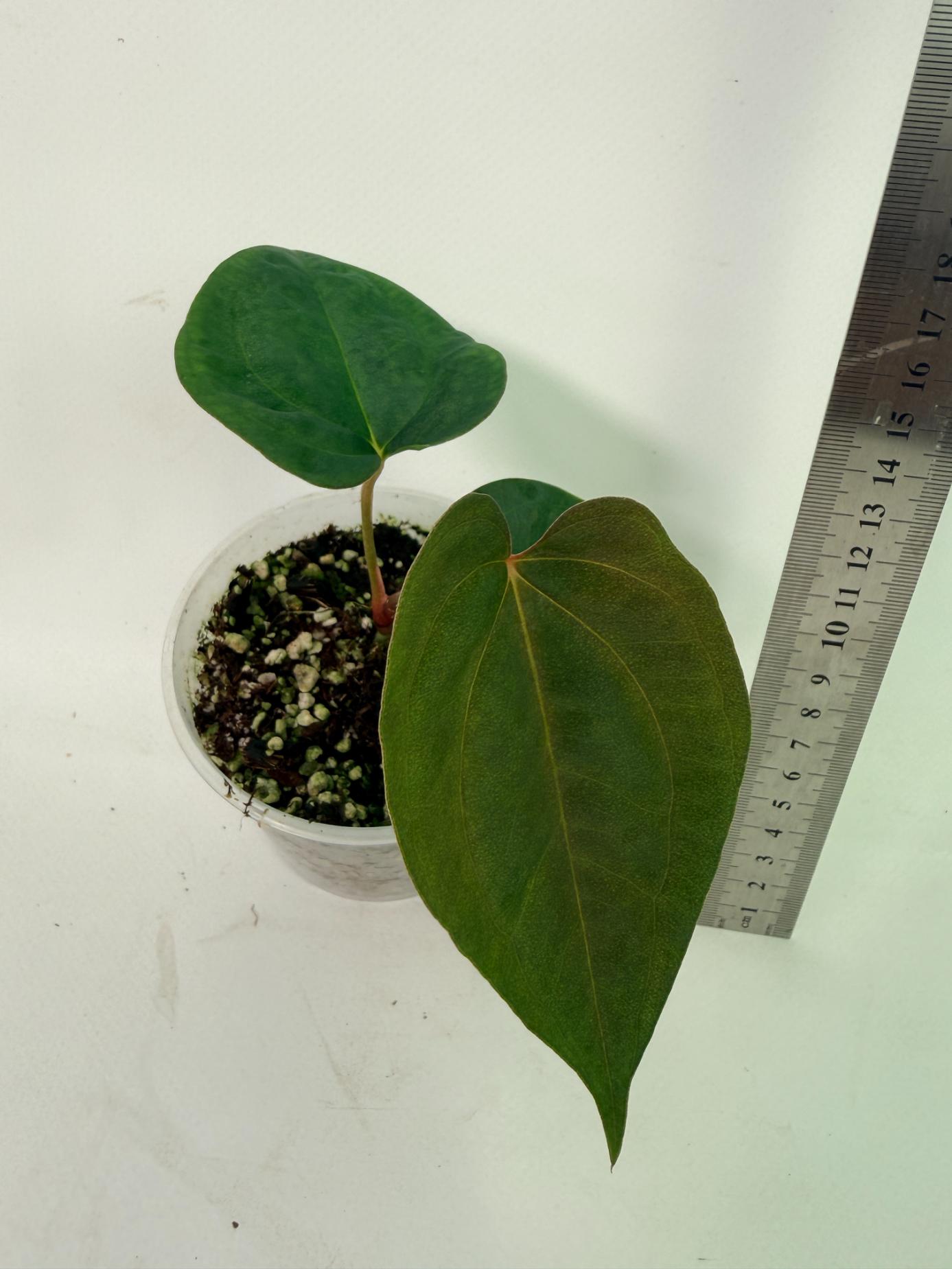 Anthurium Papillilaminum Guna Yana x Papillilaminum Fort Sherman x Dark Phoenix