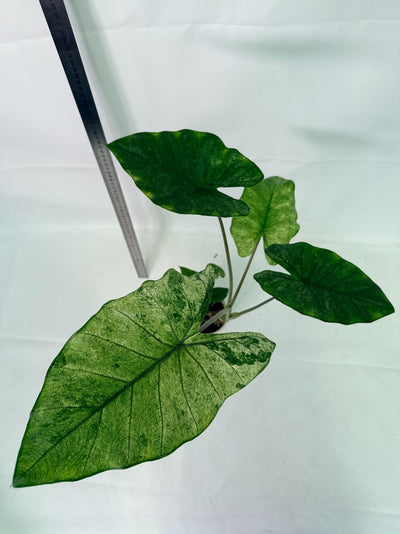 Alocasia Macrorrhiza Variegata