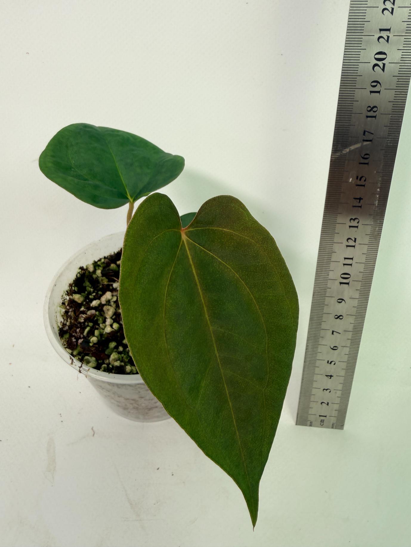 Anthurium Papillilaminum Guna Yana x Papillilaminum Fort Sherman x Dark Phoenix
