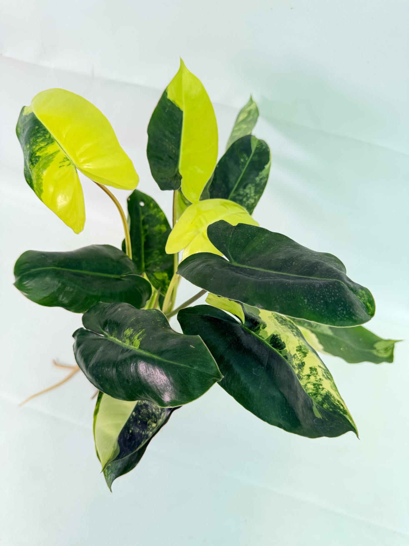 Philodendron Burle Marx Variegata